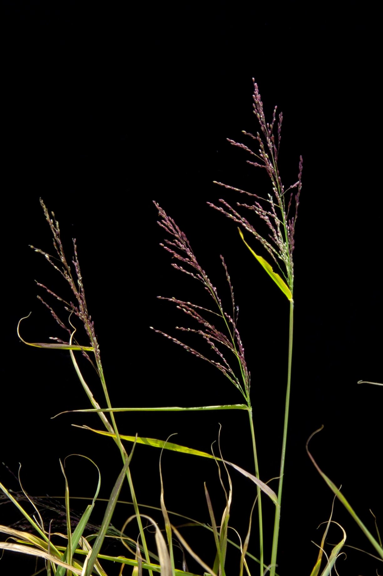 Panic grass on sale